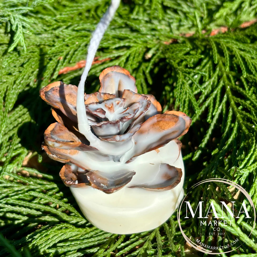 Home | Fire Starter Pinecone Cypress & Bayberry